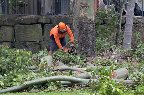 Dalzell, SC Tree Care  Company